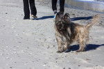 Photo Skye Terrier