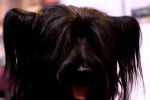 Photo Skye Terrier