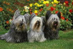 Photo Skye Terrier