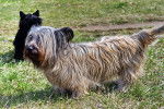 Photo Skye Terrier