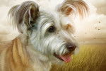 Photo Skye Terrier