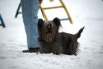 Photo Skye Terrier