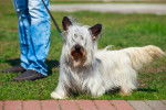 Photo Skye Terrier