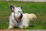 Photo Skye Terrier