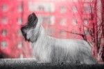 Photo Skye Terrier