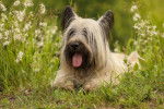 Photo Skye Terrier