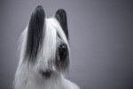 Photo Skye Terrier