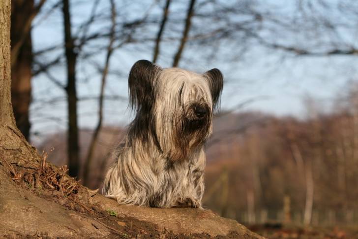 Photo Skye Terrier
