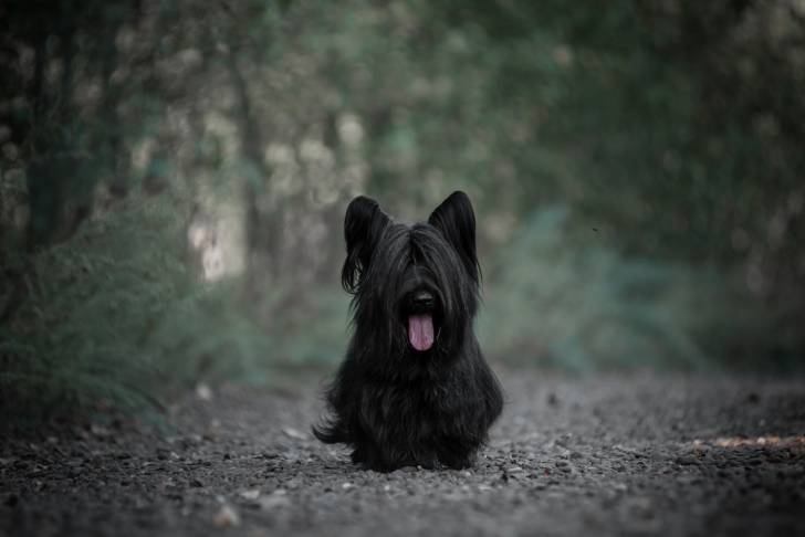 Photo Skye Terrier