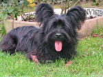 Duke (8mois) - Skye Terrier