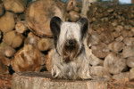Photo Skye Terrier
