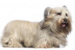 Photo Skye Terrier