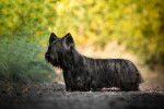Photo Skye Terrier