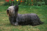 Photo Skye Terrier