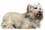 Photo Skye Terrier
