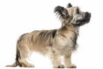 Photo Skye Terrier