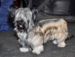 Photo Skye Terrier