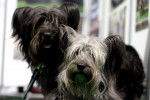 Photo Skye Terrier