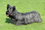 Photo Skye Terrier