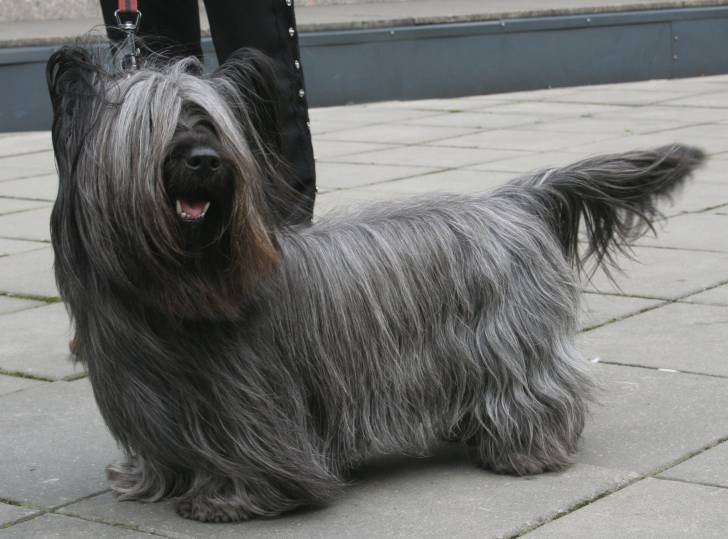 Photo Skye Terrier