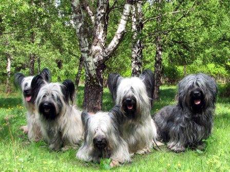 Photo Skye Terrier