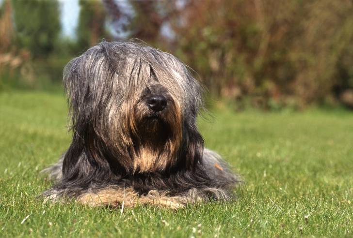 Photo Skye Terrier