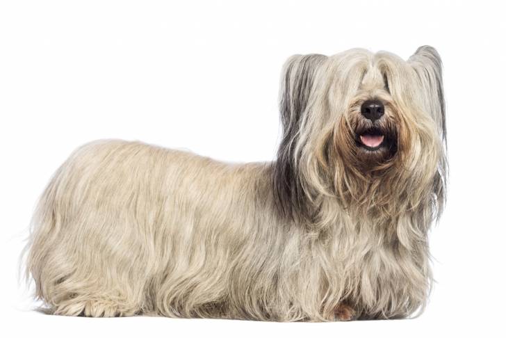 Photo Skye Terrier