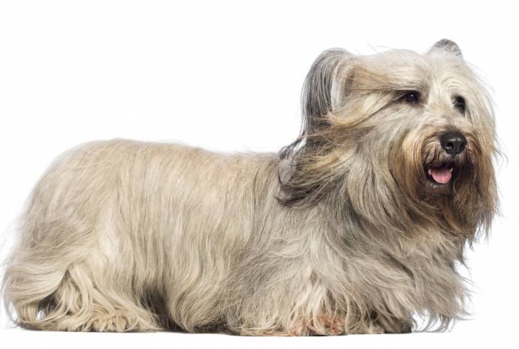 Photo Skye Terrier