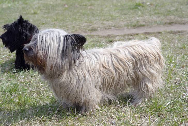 Photo Skye Terrier