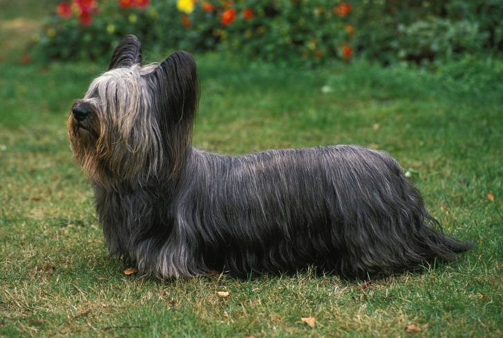 Photo Skye Terrier