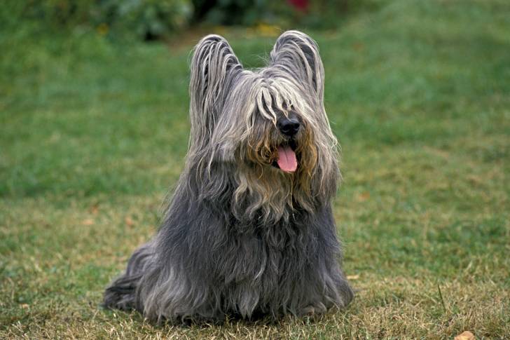 Photo Skye Terrier
