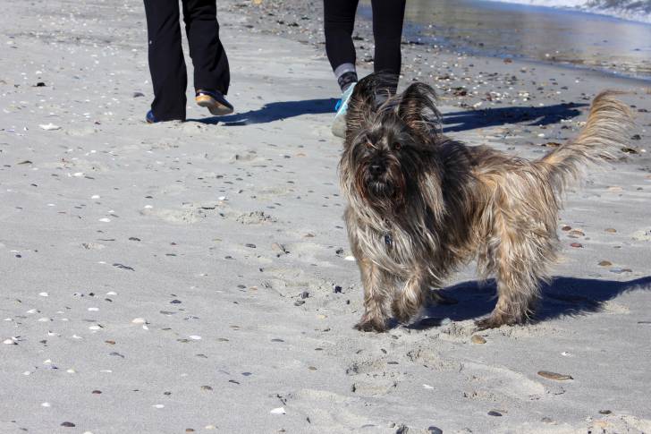 Photo Skye Terrier