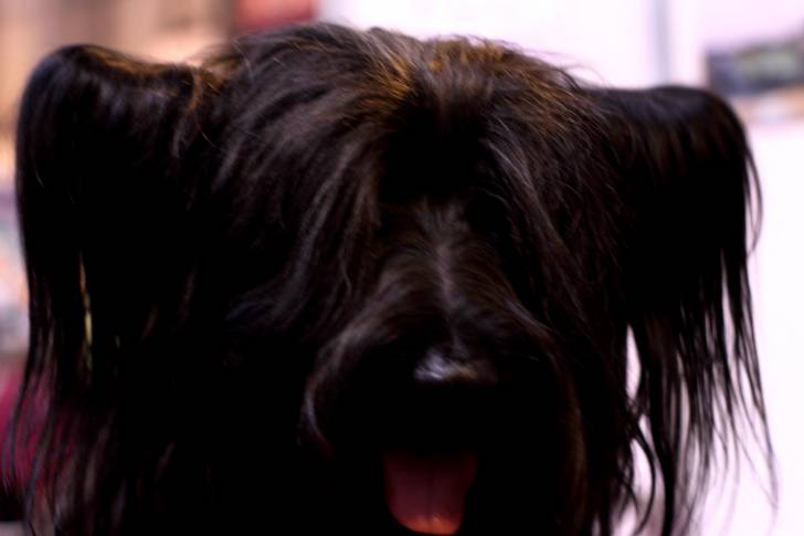 Photo Skye Terrier