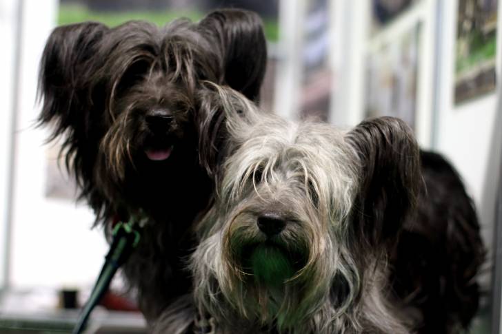 Photo Skye Terrier