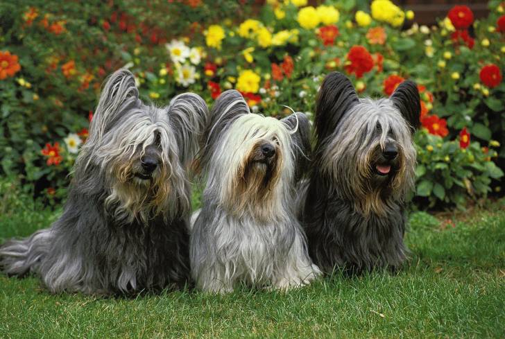 Photo Skye Terrier