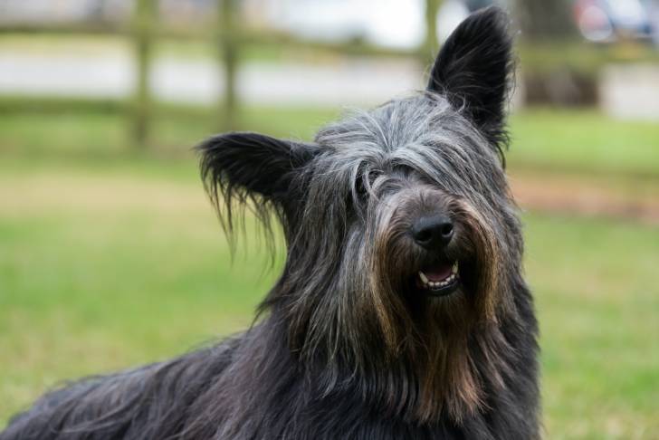 Photo Skye Terrier