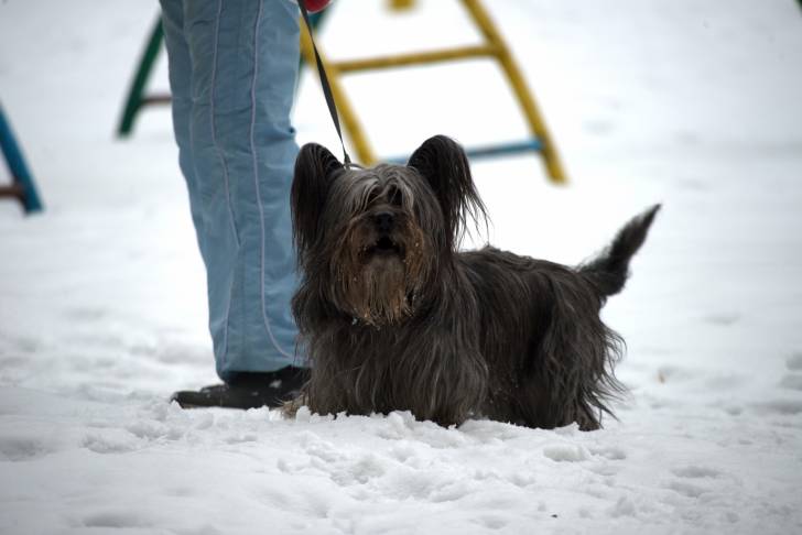Photo Skye Terrier