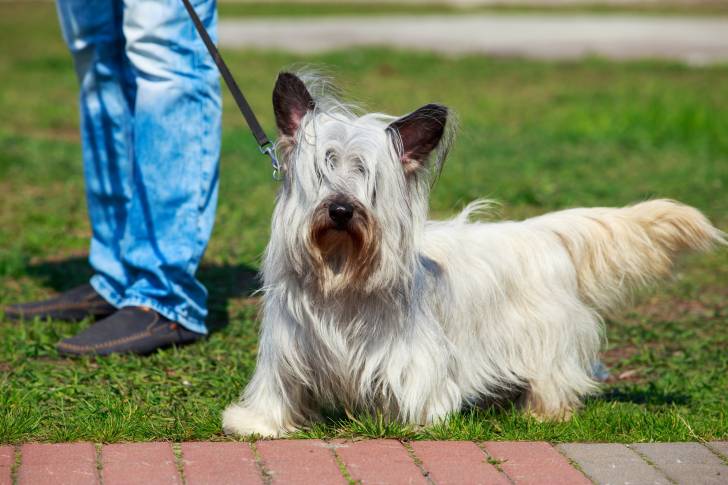 Photo Skye Terrier