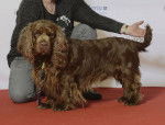 Photo Sussex Spaniel