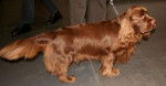 Photo Sussex Spaniel