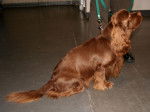 Photo Sussex Spaniel