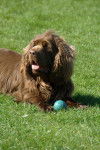 Yan - Sussex Spaniel Mâle