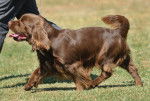 Photo Sussex Spaniel