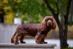 Photo Sussex Spaniel