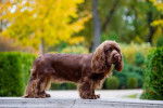 Photo Sussex Spaniel