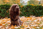 Photo Sussex Spaniel