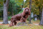 Photo Sussex Spaniel