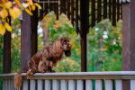 Photo Sussex Spaniel