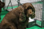 Photo Sussex Spaniel