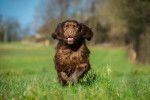 Photo Sussex Spaniel
